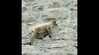The incredible ibex defies gravity and climbs a dam 😳