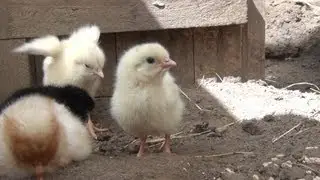 Kükenernte 2013 (Naturbrut) / Chicken Breed / Chick Hatching [HD]