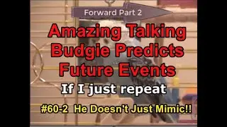 #60-1- Victor the Budgie Predict Future Events Part 1