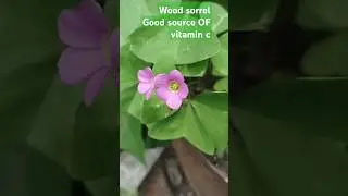 #changeri#Khatti booti #Oxalis latifolia#l Rich source of vitamin C,