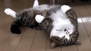 鳴くねこ４。-Meow Meow Maru 4.-