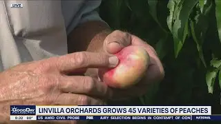 Peach picking 101: When and how to pick the best peaches