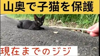 怪我をした黒猫の子猫を保護してから現在まで