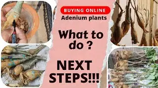 Tricks to get big fat caudex in Adenium/Desert Rose Plants before repotting #GrowStyleGardening