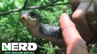 WATER SNAKES IN NEW HAMPSHIRE! - KEVIN'S NATURE ADVENTURES