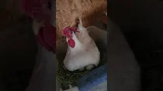 Get out.  #chicken #busychicken #leave #getout #chickenfarm #farmfresheggs #chickencoop #eggs #nest