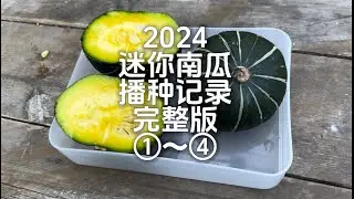 2024迷你南瓜播种到收割完整版①〜④