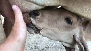 Update on Baby Calf Health and Doctor Visit Forth Day of Life