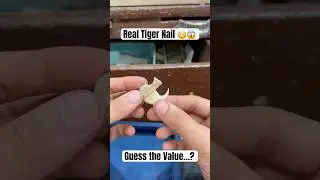 Real Tiger Nail 😳😱#tiger #wildlife #tigernation #tigers r