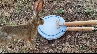 طريقة صنع مصيدة دكية لصيد الطيور و الأرانب.How to make a smart trap to catch birds and rabbits.