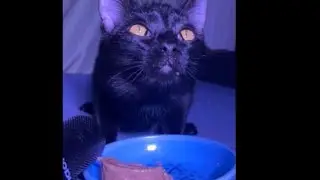 Cat ASMR food video #cat ￼￼#asmr 
