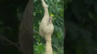 Nature's Engineers at Work 🦜#birds #cute #nest #shorts