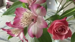 Alstroemeria angustifolia &  Pink Roses