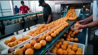 Industrial Orange Processing Factory | From Harvest to Juice