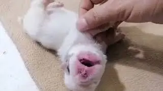 Señales de Dolor en Cachorritos y Malestar