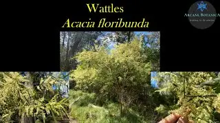 Acacia ID (Wattles): Acacia floribunda (Sally Wattle)