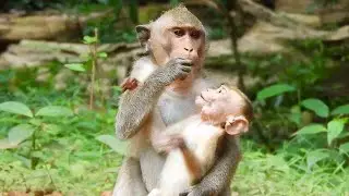 Brother Monkey Alberto Look Like Too Fat After Keep Poor Abandoned Baby Elpida A Long Time...!