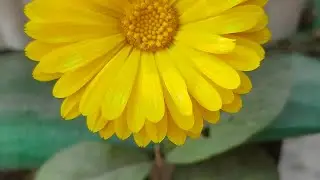 Grow some winter Flower 🌷🌹 easly.#winterflowers #garden 