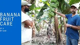 Banana Fruit Care Urdu|Hindi