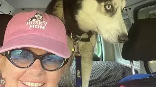Naomi Star is live driving to the dog park