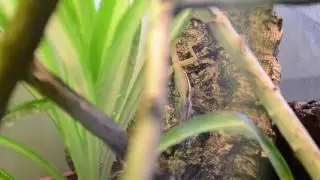 Anolis hendersoni