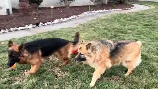 Macie and Karlo 🐾 Battle for the Ball 🏀 
