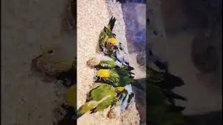 ഇണക്കി വളർത്താൻ fully tamed sugar glider, sunconure chicks Contact 6282722642#petshorts #shorts