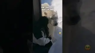Эта девочка стала лучшей подругой белого медведя ❤️
