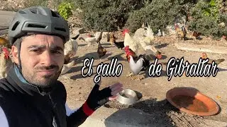 Vanrysel EDR AF Ultegra. El gallo 🐓 de Gibraltar