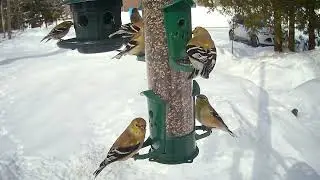 American Goldfinches on Tube Finch Feeder : Campark TC02 Trail Camera #2