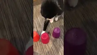 Cat Energy Is Unmatched #animals #pets #shorts #cat