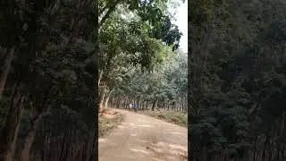 gram sara ranga mathir moth #short #yearofyou #forest #viralshorts #grambangla#nature #villagevlog