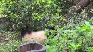 Chengdu Research Base of Giant Panda Breeding
