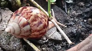 Snail walking on the ground