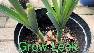 How to Grow A Leek | Grow Leek From Store Bought Leek | Growing Veggies from kitchen Scraps