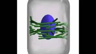 The Microtubule Preprophase Band (PPB)