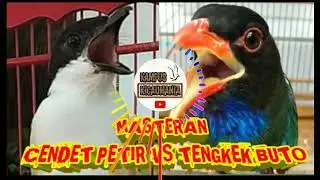 MASTERAN GREJA NYERET CENDET PETIR VS TENGKEK BUTO NEMBAK PANJANG !!