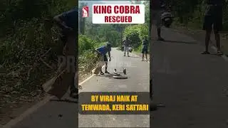 King Cobra Rescued By Viraj Naik At Temwada, Keri Sattari