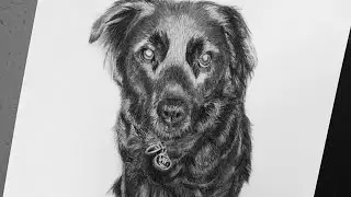 Black Lab Charcoal Pet Portrait - by Karen Governale