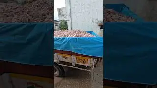 Tulu Mini Vlog In Mangalore Dhakke With A Truck Full Of Fish!