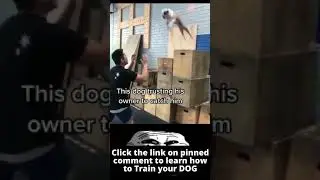 Trusting Dog 💙🐶💙🐶 #shorts