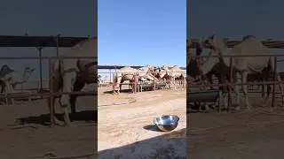 Powerful Saudi Camel in Desert 🔥🐪 | Strong Animal, Fast Run, Real Desert Life, Amazing Camel Power,