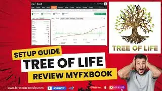 Tree of Life EA Review & Setup Guide | Myfxbook Results Explained!