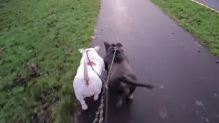 DraculaKennel Muscletone's Nova and Sasha #americanbully #dogtype #romania #puppy #draculakennel 