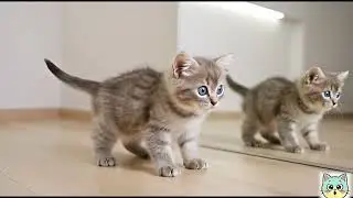 Dramatic & Shocked Cats | Funny Cat Videos 2026 | Little Cat Reacts