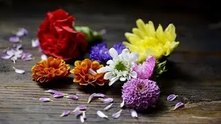 Viaggio alla scoperta delle erbe e dei fiori eduli di Alpin Herbs