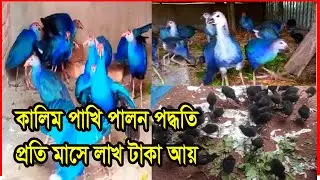 কালিম পাখি পালন পদ্ধতি | কালিম পাখির খামার করে প্রতি মাসে লাখ টাকা আয় | Kalim bird breeding method