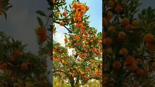 কমলার বাগান 🔥 Chinese village orange garden#bangladeshifoodreview #shorts #subscribe