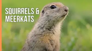 Squirrels & Meerkats | Small Mammals, Big Strategies | Wildlife Documentary