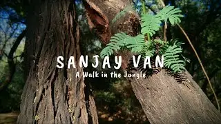 Unseen Sanjay Van - Delhi | A Nature Walk | Mobile Filmmaking